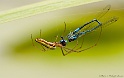 Araignées